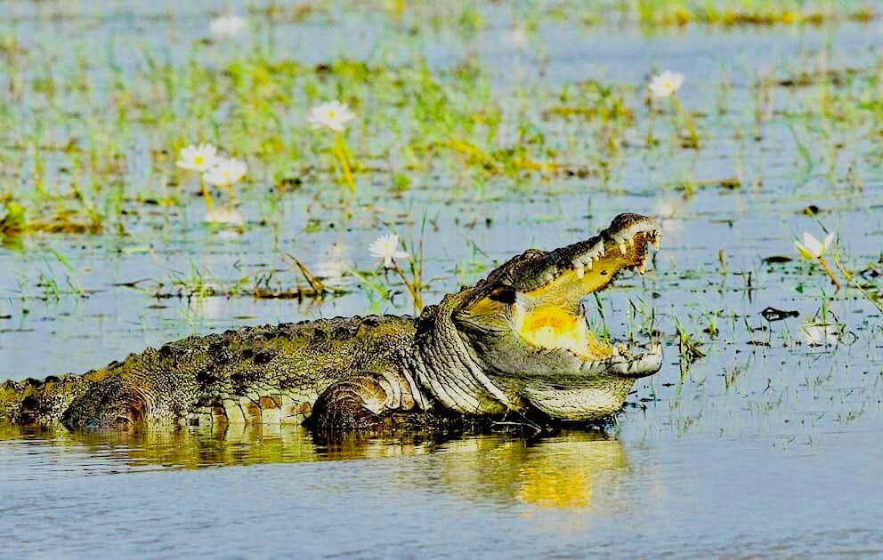 Crocodile Watching