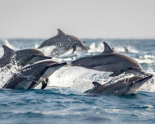 Dolphin Watching & Snorkeling